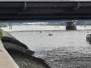 25.07.2020 rettet die Dove Elbe_23