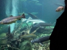 Stralsund Ozeaneum_10