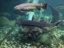 Stralsund Ozeaneum_2