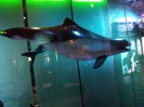 Stralsund Ozeaneum_3