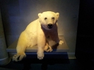 Stralsund Ozeaneum_5