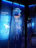 Stralsund Ozeaneum_6