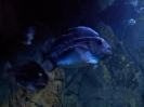 Stralsund Ozeaneum_8