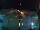 Stralsund Ozeaneum_9