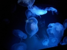 Stralsund Ozeaneum_9