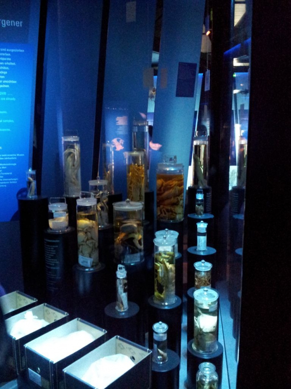 Stralsund Ozeaneum_6