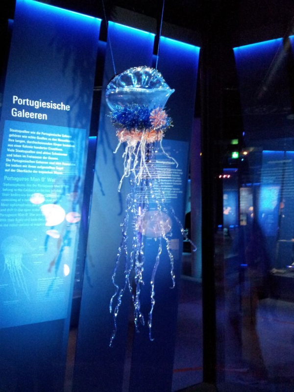Stralsund Ozeaneum_6