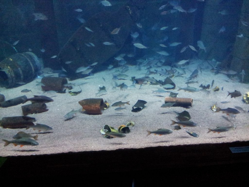 Stralsund Ozeaneum_2
