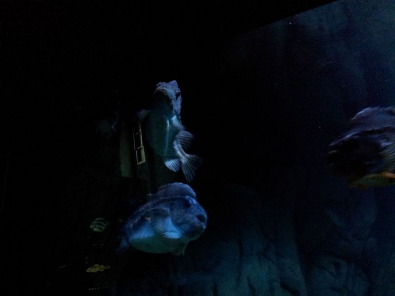 Stralsund Ozeaneum_7