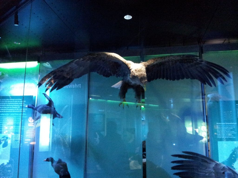 Stralsund Ozeaneum_2
